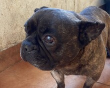 MICKY, Hund, Französische Bulldogge in Rumänien - Bild 9