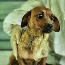 KATE, Hund, Mischlingshund in Ungarn - Bild 1