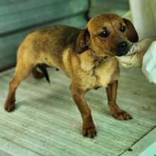 KATE, Hund, Mischlingshund in Ungarn - Bild 2