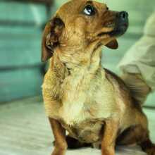 KATE, Hund, Mischlingshund in Ungarn - Bild 3