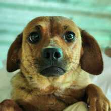 KATE, Hund, Mischlingshund in Ungarn - Bild 4