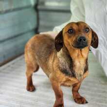 LEOPOLD, Hund, Mischlingshund in Ungarn - Bild 1