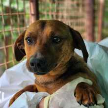 LEOPOLD, Hund, Mischlingshund in Ungarn - Bild 2