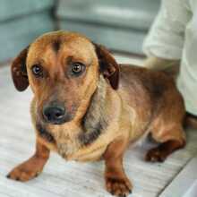 LEOPOLD, Hund, Mischlingshund in Ungarn - Bild 3