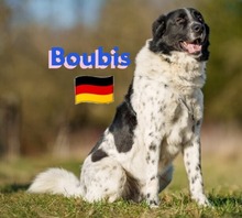 BOUBIS, Hund, Griechischer Schäferhund in Gernsheim - Bild 2