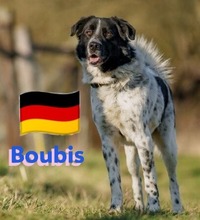 BOUBIS, Hund, Griechischer Schäferhund in Gernsheim - Bild 3