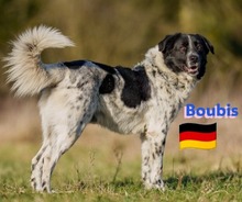 BOUBIS, Hund, Griechischer Schäferhund in Gernsheim - Bild 4