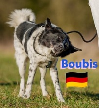 BOUBIS, Hund, Griechischer Schäferhund in Gernsheim - Bild 5