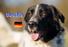BOUBIS, Hund, Griechischer Schäferhund in Gernsheim - Bild 6