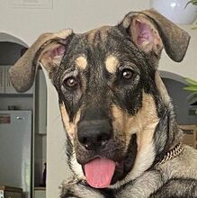APOLO, Hund, Mastino Napoletano-Mix in Spanien - Bild 1