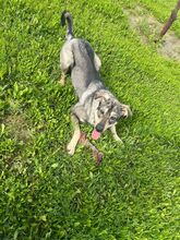 APOLO, Hund, Mastino Napoletano-Mix in Spanien - Bild 10