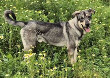 APOLO, Hund, Mastino Napoletano-Mix in Spanien - Bild 2