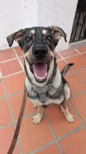 APOLO, Hund, Mastino Napoletano-Mix in Spanien - Bild 3