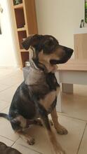 APOLO, Hund, Mastino Napoletano-Mix in Spanien - Bild 4
