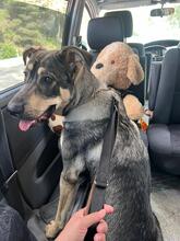 APOLO, Hund, Mastino Napoletano-Mix in Spanien - Bild 5