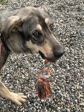 APOLO, Hund, Mastino Napoletano-Mix in Spanien - Bild 6