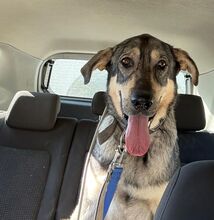 APOLO, Hund, Mastino Napoletano-Mix in Spanien - Bild 7