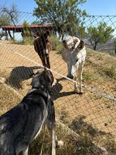 APOLO, Hund, Mastino Napoletano-Mix in Spanien - Bild 9