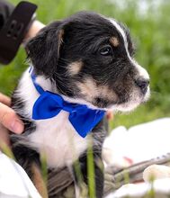 HOODIE, Hund, Mischlingshund in Ungarn - Bild 10