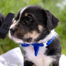 HOODIE, Hund, Mischlingshund in Ungarn - Bild 11