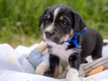 HOODIE, Hund, Mischlingshund in Ungarn - Bild 12