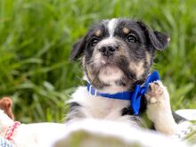 HOODIE, Hund, Mischlingshund in Ungarn - Bild 13