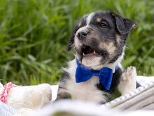 HOODIE, Hund, Mischlingshund in Ungarn - Bild 14
