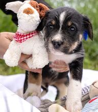 HOODIE, Hund, Mischlingshund in Ungarn - Bild 16