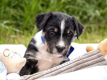 HOODIE, Hund, Mischlingshund in Ungarn - Bild 17