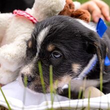 HOODIE, Hund, Mischlingshund in Ungarn - Bild 18