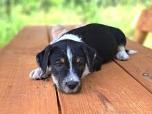 HOODIE, Hund, Mischlingshund in Ungarn - Bild 2