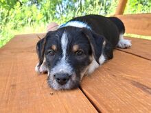 HOODIE, Hund, Mischlingshund in Ungarn - Bild 3