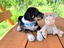 HOODIE, Hund, Mischlingshund in Ungarn - Bild 5