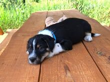 HOODIE, Hund, Mischlingshund in Ungarn - Bild 6