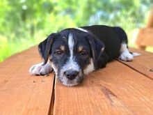 HOODIE, Hund, Mischlingshund in Ungarn - Bild 7
