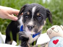 HOODIE, Hund, Mischlingshund in Ungarn - Bild 8
