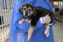 PARIS, Hund, Mischlingshund in Italien - Bild 2