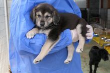 PARIS, Hund, Mischlingshund in Italien - Bild 3