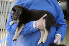 PARIS, Hund, Mischlingshund in Italien - Bild 4