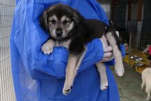 PARIS, Hund, Mischlingshund in Italien - Bild 5