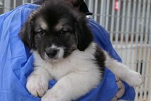 PATROCLO, Hund, Mischlingshund in Italien - Bild 1