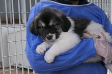 PATROCLO, Hund, Mischlingshund in Italien - Bild 2