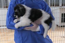 PATROCLO, Hund, Mischlingshund in Italien - Bild 3