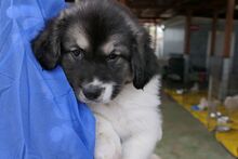 PATROCLO, Hund, Mischlingshund in Italien - Bild 4
