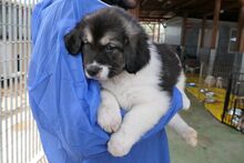 PATROCLO, Hund, Mischlingshund in Italien - Bild 6