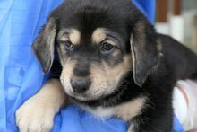 PEACE, Hund, Mischlingshund in Italien - Bild 1