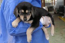 PEACE, Hund, Mischlingshund in Italien - Bild 2