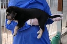 PEACE, Hund, Mischlingshund in Italien - Bild 3