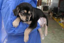 PEACE, Hund, Mischlingshund in Italien - Bild 4