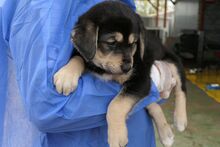 PEACE, Hund, Mischlingshund in Italien - Bild 5